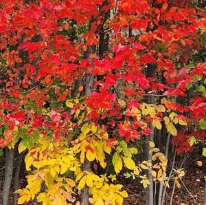 Meet your Posher, Marjorie